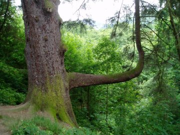 Right-angled tree